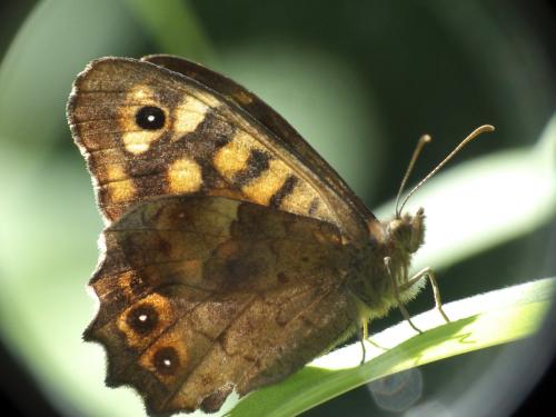 Pararge aegeria